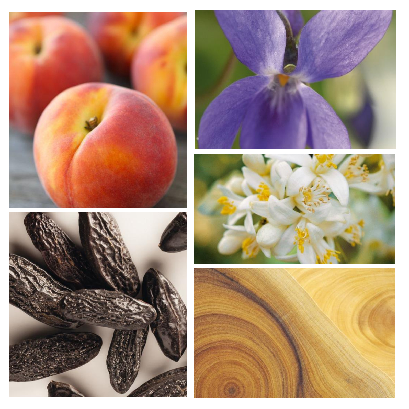 F2%20Florale%20alternative%20au%20parfum